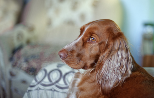 Коричневый спаниель смотрит вдаль