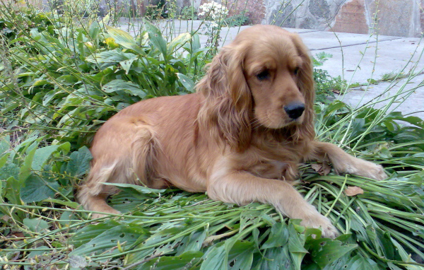 Коричневый спаниель на траве