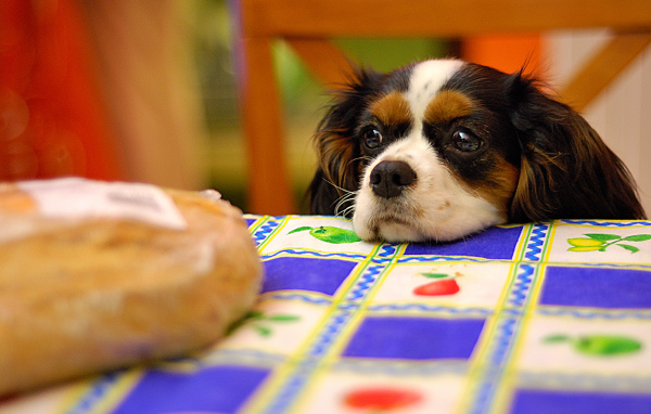 Кавалер кинг чарльз спаниель у стола