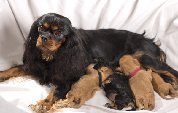 Кавалер кинг чарльз спаниель с щенками