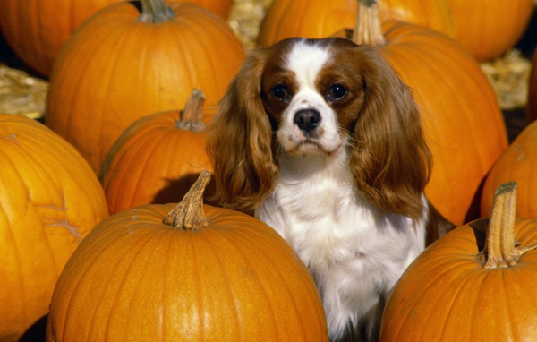 Кавалер Кинг Чарльз спаниель