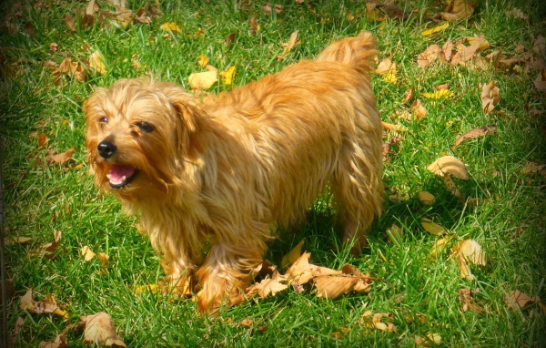 Веселый норфолк терьер