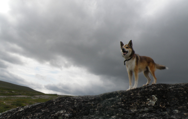 Веселый норвежский лундехунд