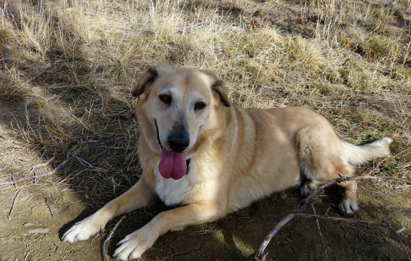 Веселая собака чинук