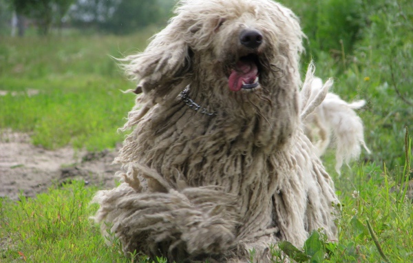 Веселый пес комондор