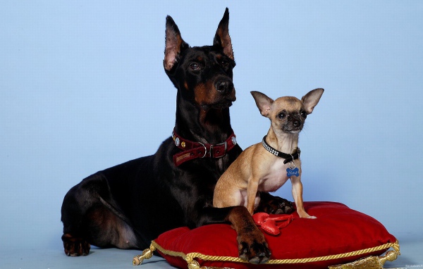Чихуахуа и доберман