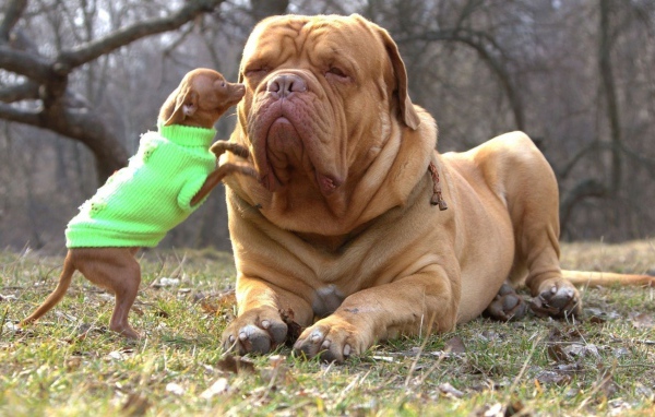 Чихуахуа и бульмастиф