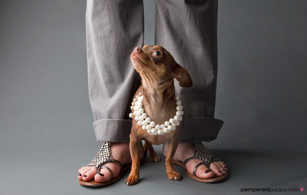 Чихуахуа у ног хозяйки