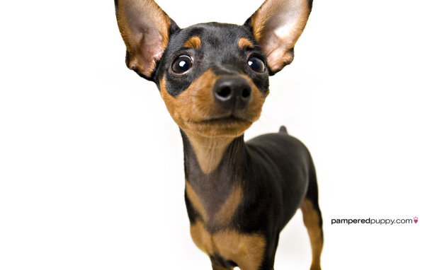 Собака чихуахуа смотрит вверх