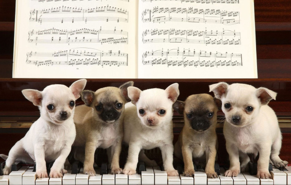 Собаки чихуахуа на пианино
