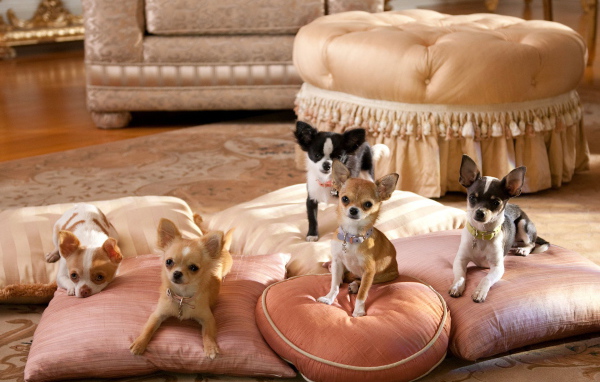 Собаки чихуахуа на подушках