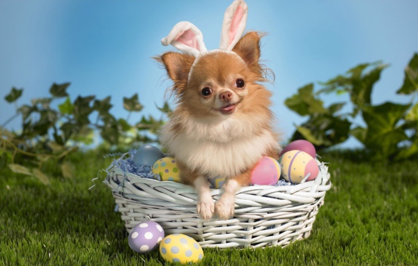 Девочка чихуахуа в корзине