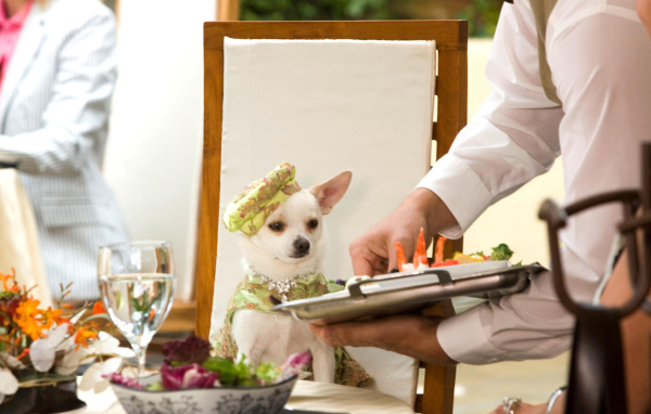 Чихуахуа в ресторане