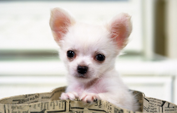 Чихуахуа выглядывает из сумки