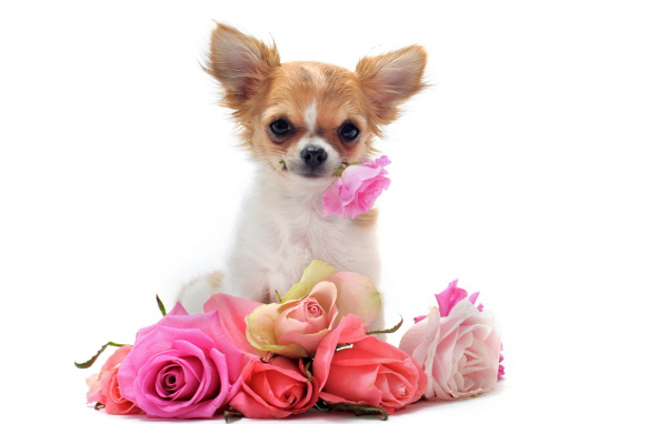 Чихуахуа с букетом роз