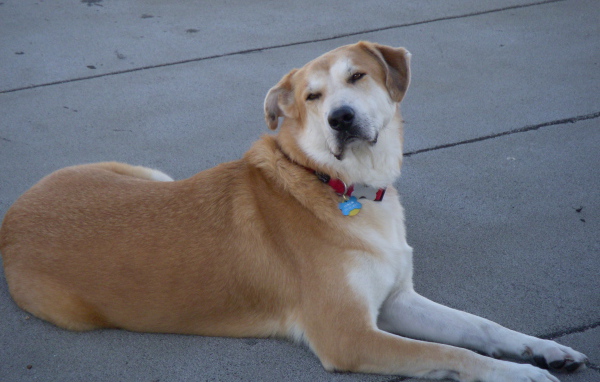 Порода собак чинук