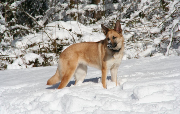 Чинук играет в снегу