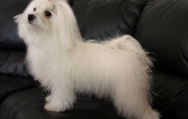 Коротко остриженная болонка