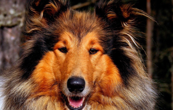 Собака колли улыбается