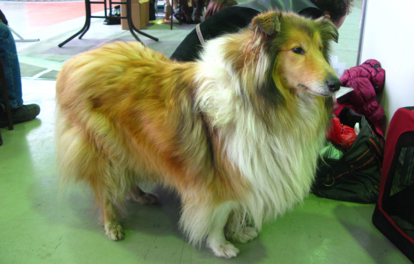 Collie in the beauty salon