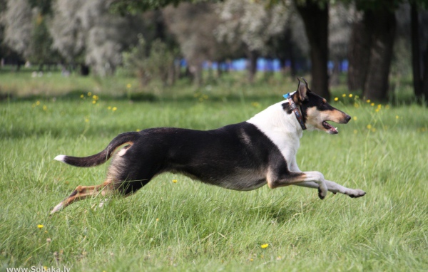 Collie running in the park