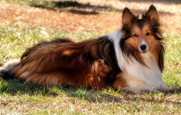 Колли на природе