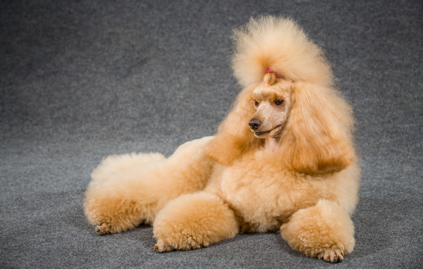 Причесанный пудель лежит