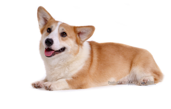 Собака вельш-корги лежит