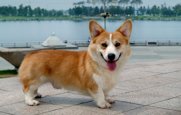 Пес вельш-корги показывает язык