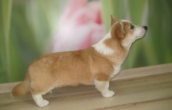 Пес вельш-корги стоит на подоконнике