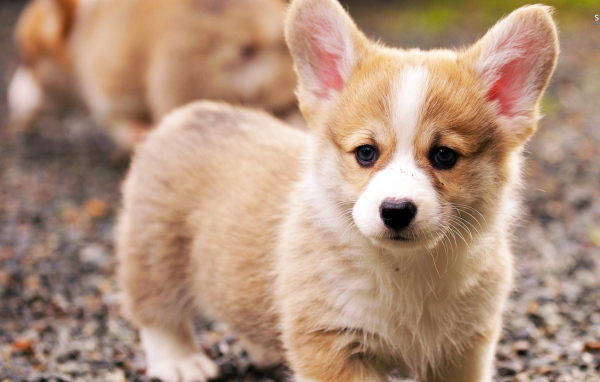 Щенок вельш-корги на улице