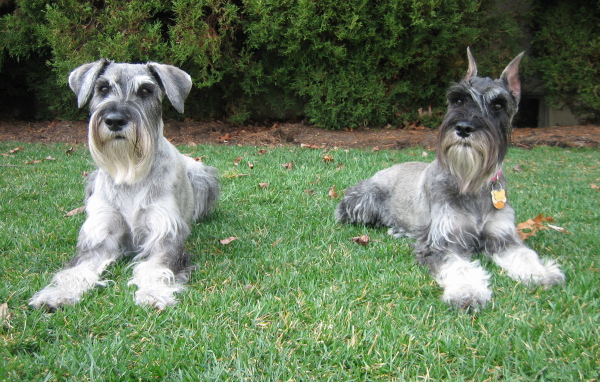 Пара шнауцеров лежит на траве