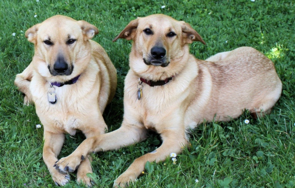 Пара собак чинук