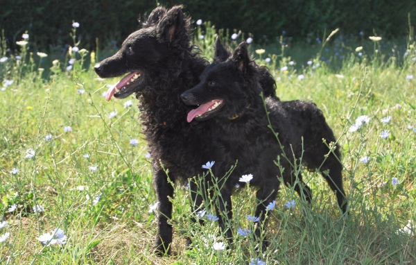 Пара собак муди