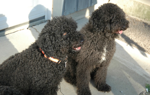 Пара собак барбет