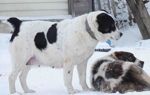 Пара алабаев на снегу