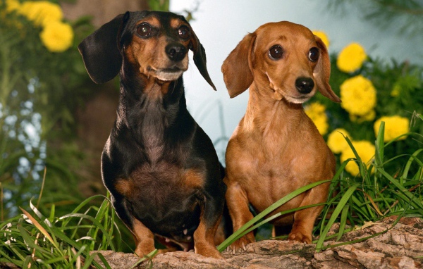 Пара такс среди цветов