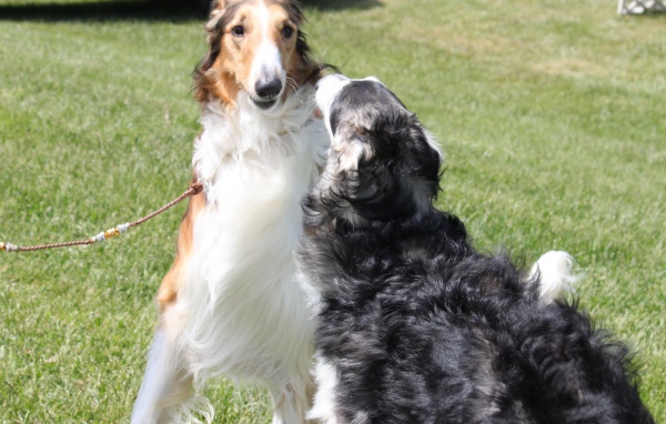 Пара борзых играет