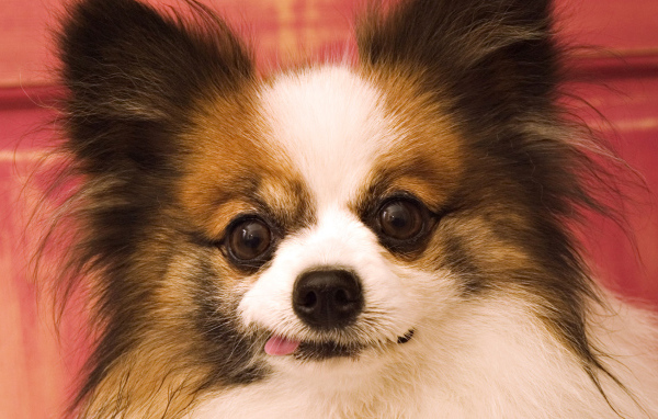 Сумасшедшие глаза у шпица