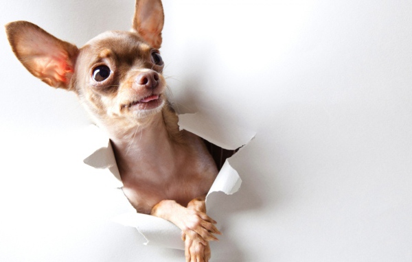 Любопытная собачка чихуахуа