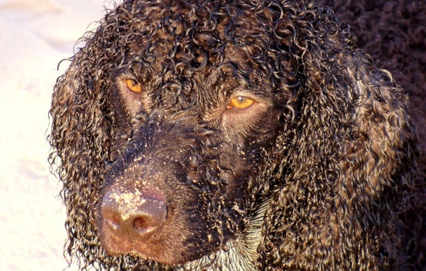 Кудряшки у ирландского водяного спаниеля