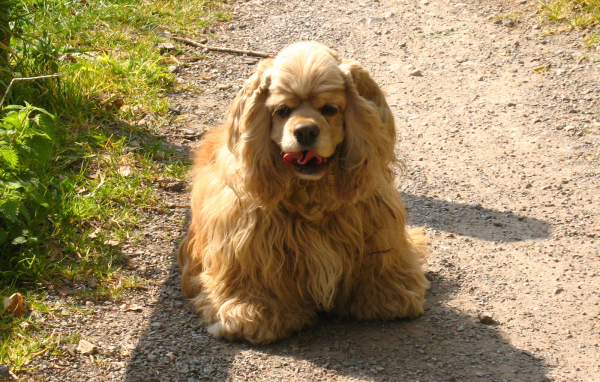 Милый американский кокер спаниель на дорожке