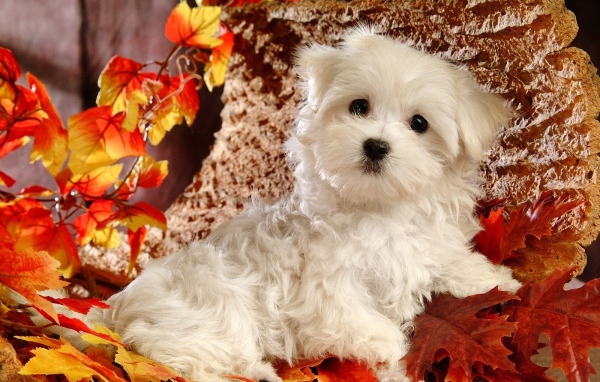 Милая болонка среди листвы