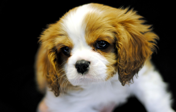 Милый щенок кавалер кинг чарльз спаниеля