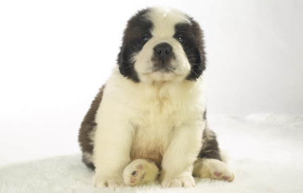 Милый щенок сенбернара