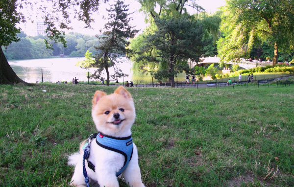 Милый шпиц у озера