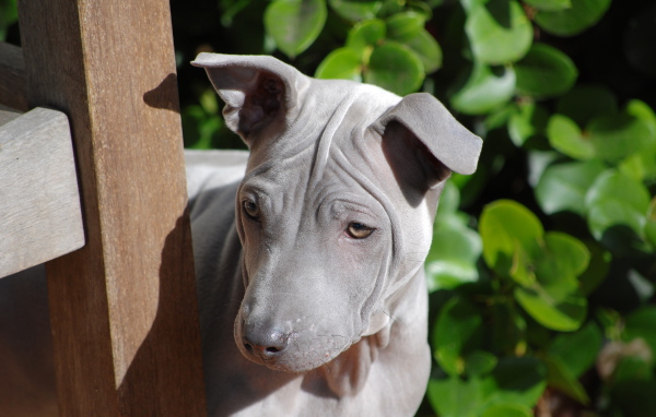 Симпатичный тайский риджбек