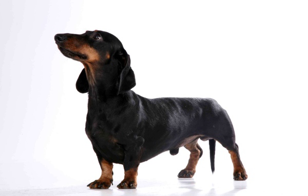 Милая собака такса