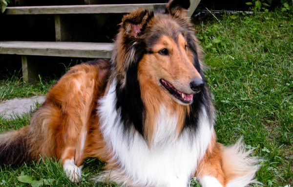 Милый пес колли