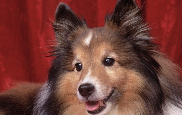 Милая собачка колли